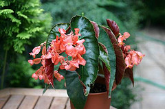 B. ‘Venus’